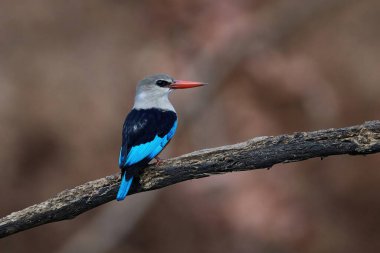 Gri başlı kingfisher doğal tabiatında Senegal içinde