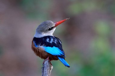 Gri başlı kingfisher doğal tabiatında Senegal içinde