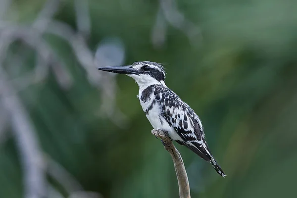 Pied Kingfisher Natural Habitat Gambia — Stock Photo, Image