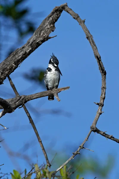 Pied Kingfisher Покоится Ветке Среде Обитания Гамбии — стоковое фото