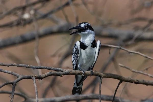 Martin Pêcheur Ceryle Rudis Dans Son Habitat Naturel — Photo