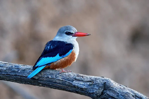 Grijs Headed Ijsvogel Zijn Natuurlijke Habitat Senegal — Stockfoto