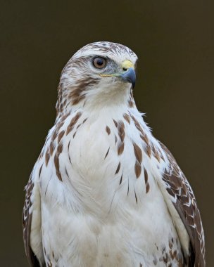 Danimarka 'daki doğal ortamında sık görülen bir akbaba.