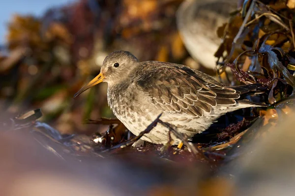 Paarse Zandloper Calidris Maritima Zijn Natuurlijke Omgeving — Stockfoto