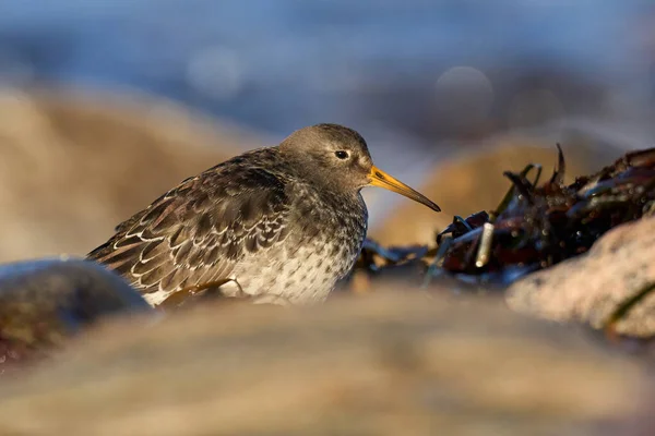 Purple Sandpiper Calidris Maritima Its Natural Environment — Stock Photo, Image