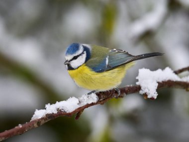 Eurasian blue tit (Cyanistes caeruleus) in its natural enviroment