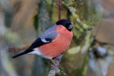 Avrasya ispinozu (Pyrrhula pyrrhula) doğal ortamında