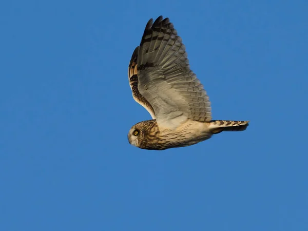 Short Eared Owl Asio Flammeus Its Natural Environment — Foto Stock