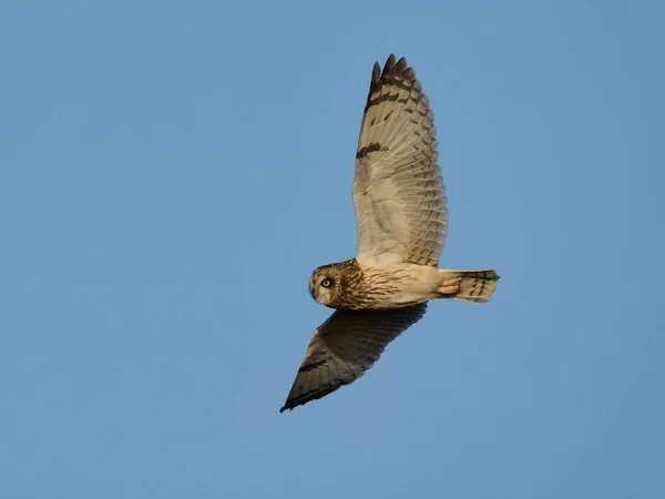 Short Eared Owl Asio Flammeus Its Natural Environment — Stock Photo, Image