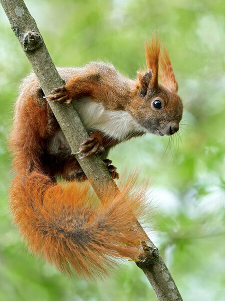 Eurasian red squirrel in its natural habitat in Denmark