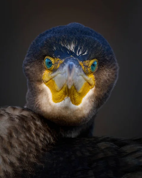 Grande Corvo Marinho Phalacrocorax Carbo Seu Ambiente Natural — Fotografia de Stock