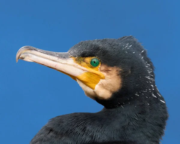 Grand Cormoran Phalacrocorax Carbo Dans Son Environnement Naturel — Photo