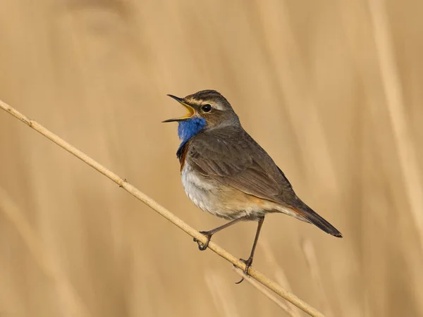 Bluethroat Its Natural Enviroment Denmark — Stock Photo, Image