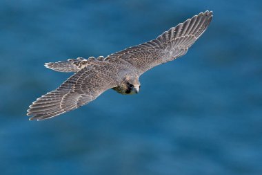 Peregrine Falcon (Falco peregrinus) Danimarka 'daki doğal ortamında