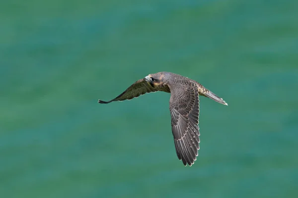 Wanderfalke Falco Peregrinus Seiner Natürlichen Umgebung Dänemark — Stockfoto