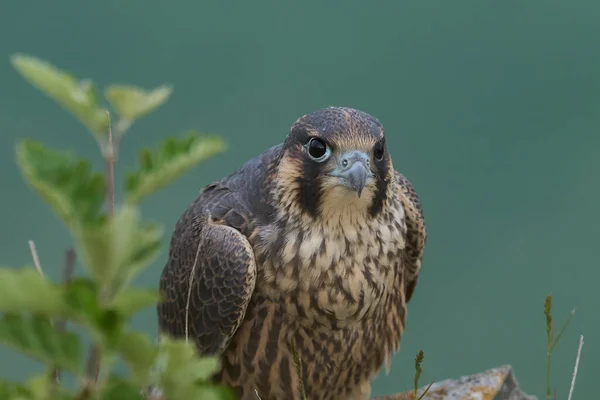 Peregrine Falcon Falco Peregrinus Естественной Среде Обитания Дании — стоковое фото