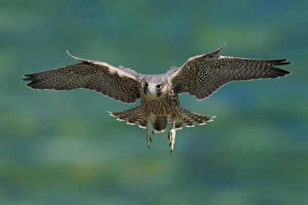 Peregrine Falcon Falco Peregrinus Στο Φυσικό Του Περιβάλλον Στη Δανία — Φωτογραφία Αρχείου