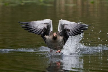 Danimarka 'daki doğal ortamında açık kanatlı Greylag kaz