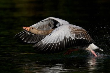 Greylag Goose Danimarka 'daki doğal ortamında uçuyor.