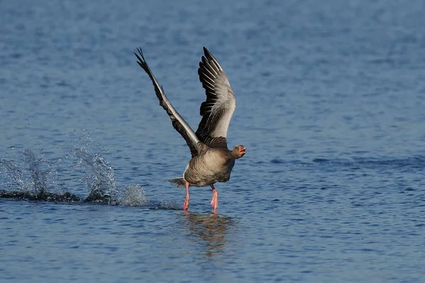 Grijze Gans Vlucht Zijn Habitat Denemarken — Stockfoto