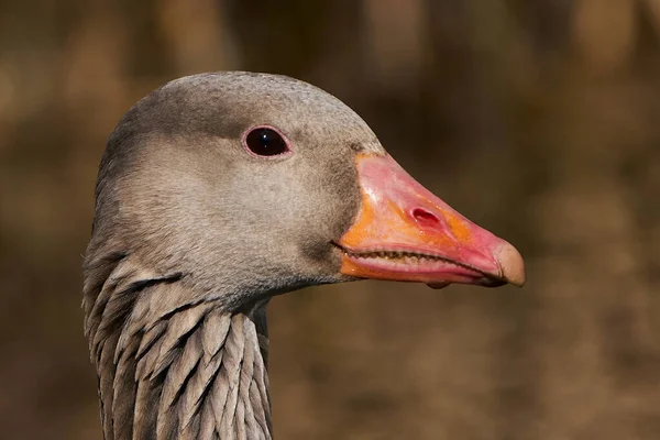 Portrait Greylag Goose Its Habitat Denmark — Stock Photo, Image