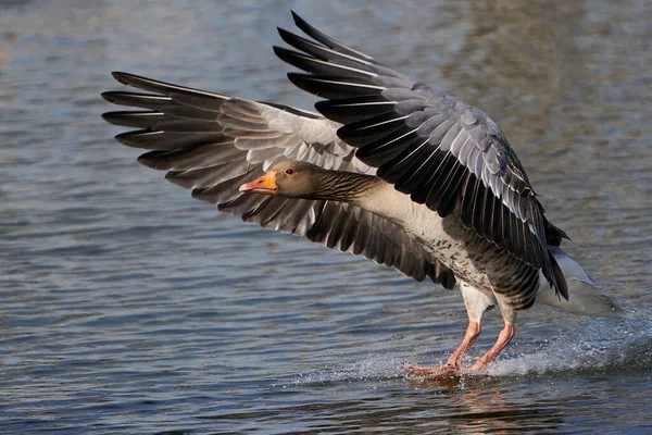 Ganso Greylag Voo Seu Habitat Dinamarca — Fotografia de Stock