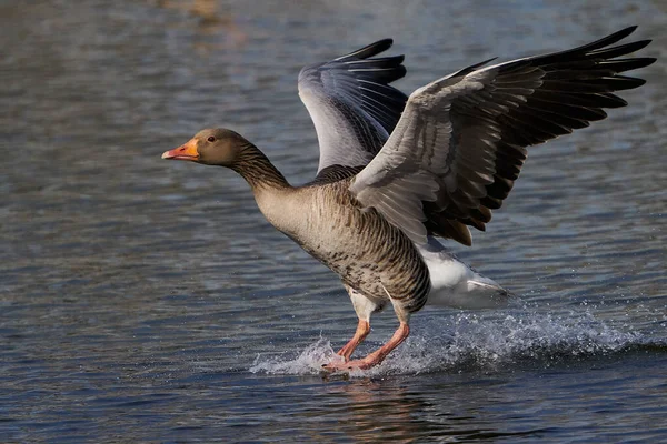 Greylag Goose Flight Its Habitat Denmark — Stock Photo, Image