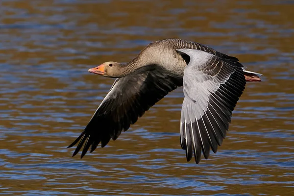 Greylag Goose Flight Its Habitat Denmark — Stock Photo, Image