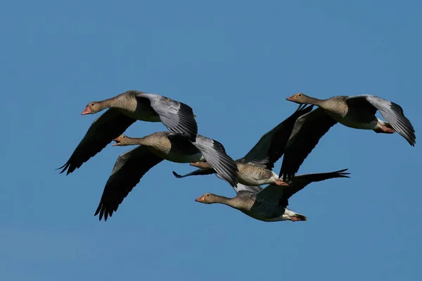 Greylag Geese Flight Habitat Denmark — Stock Photo, Image