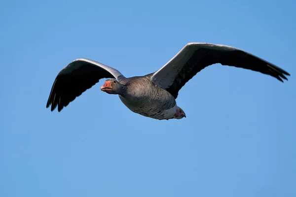 Greylag Goose Vol Avec Ciel Bleu Arrière Plan — Photo