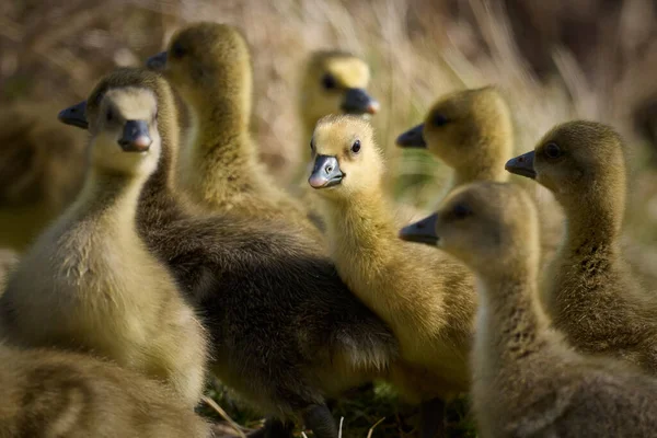 Greylag Gooseling Svém Přirozeném Prostředí — Stock fotografie