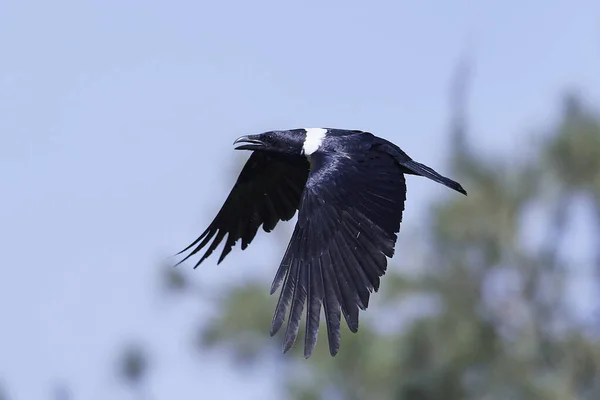 Pied Crow Στο Φυσικό Της Περιβάλλον Στην Γκάμπια — Φωτογραφία Αρχείου
