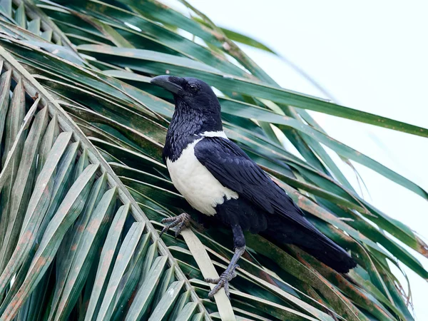 Svartvit Kråka Sitt Naturliga Habitat Gambia — Stockfoto