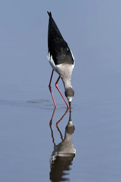 Black Winged Stilt Its Natural Habitat Gambia — Stock Photo, Image