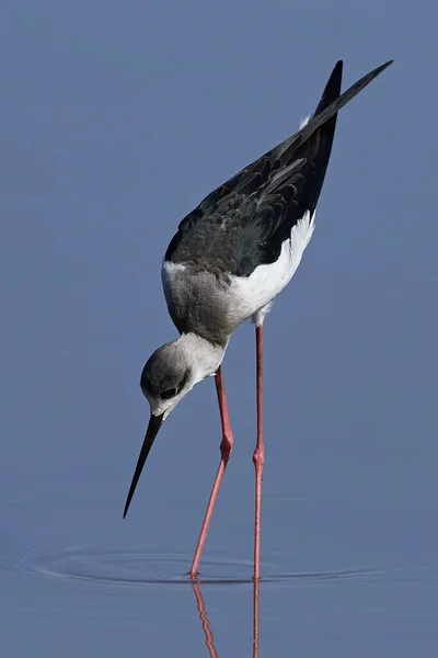 Svartvingad Stilt Sin Naturliga Miljö Gambia — Stockfoto