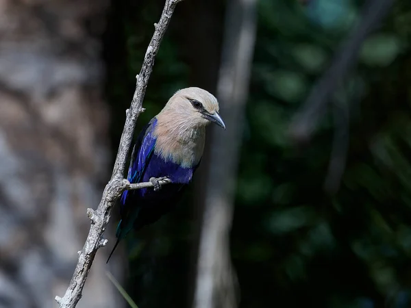Blauwe Buik Roller Zijn Natuurlijke Habitat Gambia — Stockfoto