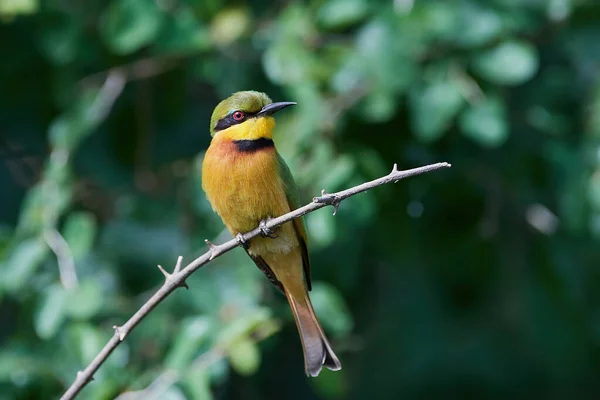 Little Bee Eater Its Natural Habitat Senegal — Stock Photo, Image