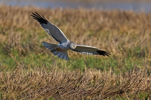 Kura Harrier Circus Cyaneus Swoim Naturalnym Środowisku — Zdjęcie stockowe