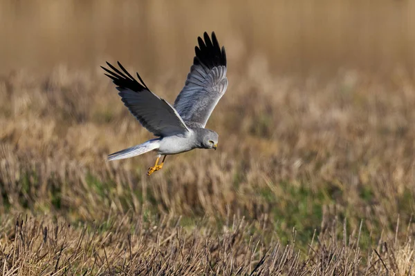 Hen Harrier Circus Cyaneus Zijn Natuurlijke Omgeving — Stockfoto