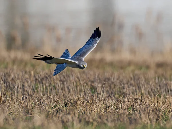 Cervo Circus Cyaneus Nel Suo Ambiente Naturale — Foto Stock