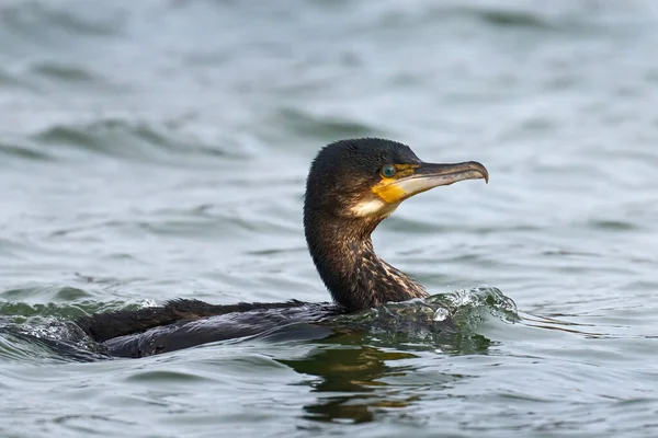 Grand Cormoran Phalacrocorax Carbo Dans Son Environnement Naturel — Photo