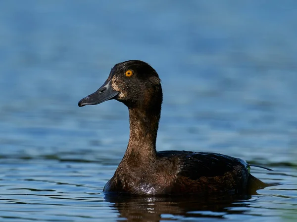 Anatra Femmina Tufted Nel Suo Ambiente Naturale — Foto Stock