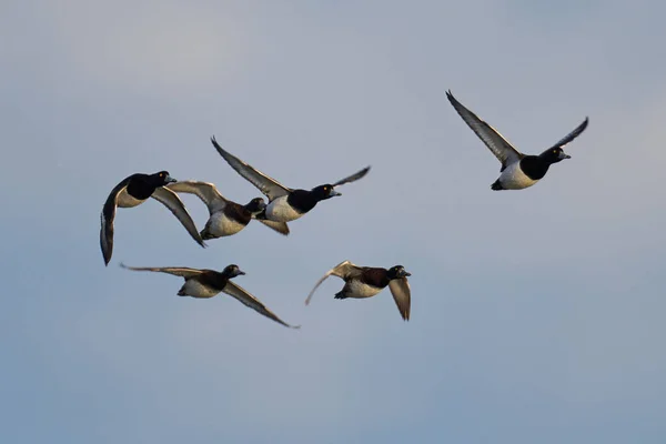 Tufted Ducks Flight Blue Skies Background — Stock Photo, Image