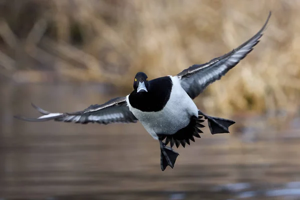 Tufted Duck Flight Vegetation Background — Stock Photo, Image