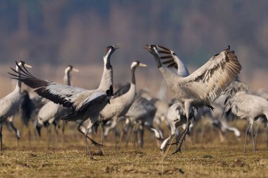 Doğal ortamında ortak vinç (Grus grus)