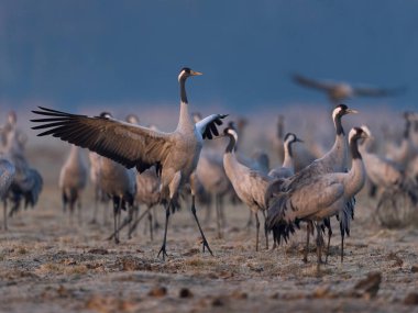 Doğal ortamında ortak vinç (Grus grus)