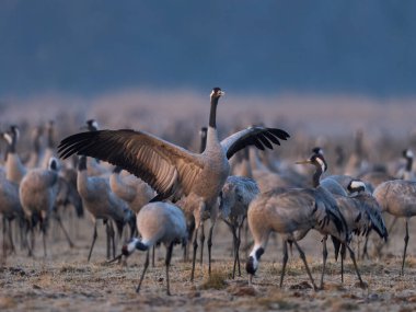 Doğal ortamında ortak vinç (Grus grus)