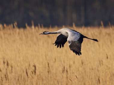 Doğal ortamında ortak vinç (Grus grus)