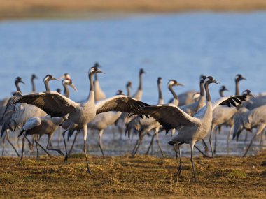 Doğal ortamında ortak vinç (Grus grus)