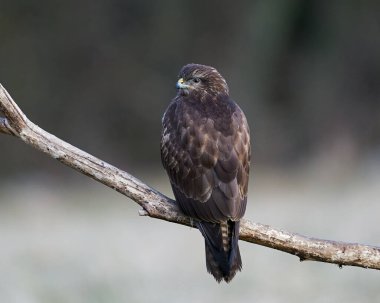 Yaygın Şahin bir dala konuyor